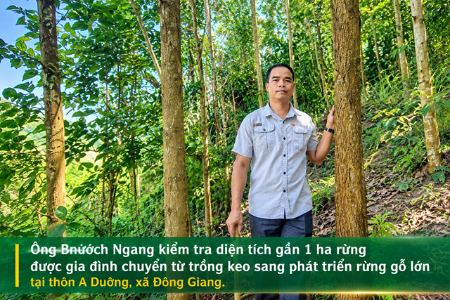 Đà Nẵng chuyển hướng phát triển rừng gỗ lớn, nâng giá trị kinh tế rừng - Ảnh 2