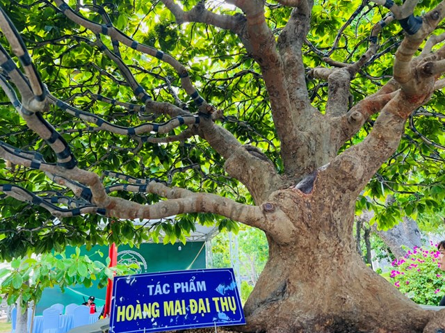 Triển l&atilde;m quy tụ rất nhiều c&acirc;y cảnh c&oacute; trị gi&aacute; h&agrave;ng tỷ đồng trong khu vực Miền Trung - T&acirc;y Nguy&ecirc;n