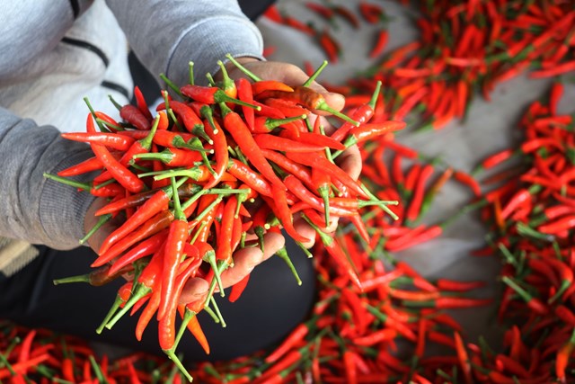 Việt Nam xuất khẩu gần 1.500 tấn ớt, thu về hơn 140 tỷ đồng. (Ảnh - IT)