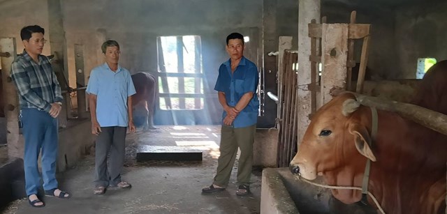 Chăn nu&ocirc;i b&ograve; l&agrave; một trong những hoạt động sản xuất được gia đ&igrave;nh &ocirc;ng Trần Văn Bang kết hợp trong m&ocirc; h&igrave;nh kinh tế tổng hợp tr&ecirc;n v&ugrave;ng đất c&aacute;t H&agrave; Tiến. (Ảnh: T.T)