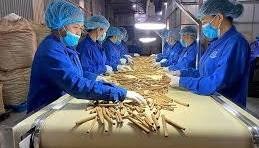 D&ugrave; đứng sau Indonesia v&agrave; Trung Quốc về sản lượng, Việt Nam hiện dẫn đầu thế giới về kim ngạch xuất khẩu quế
