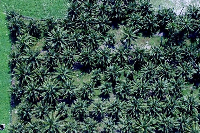 M&ocirc; h&igrave;nh "C&acirc;y dừa nh&agrave; t&ocirc;i". (Ảnh: Văn Minh)