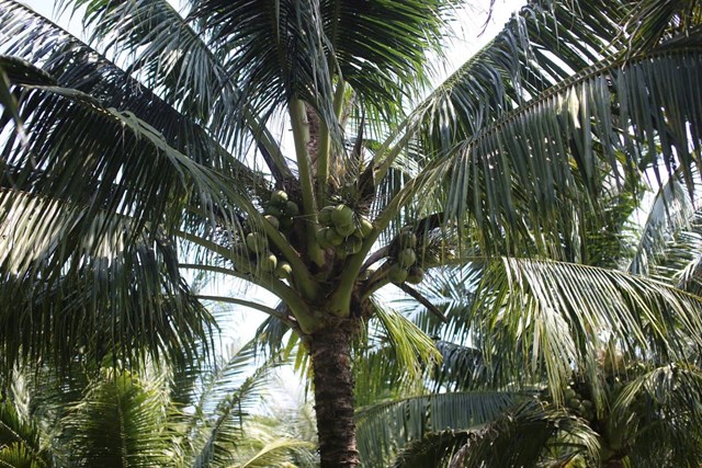 C&acirc;y dừa được kh&aacute;ch h&agrave;ng đặt mua trọn g&oacute;i