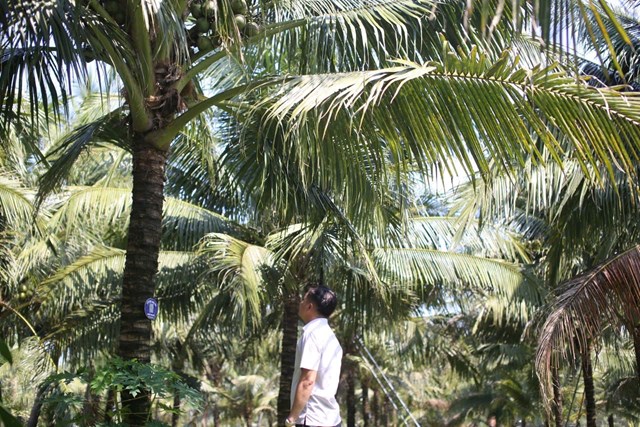 Mô hình "Cây dừa nhà tôi" - Mua trọn cây, hưởng trái cả năm ở Gia Lai - Ảnh 1