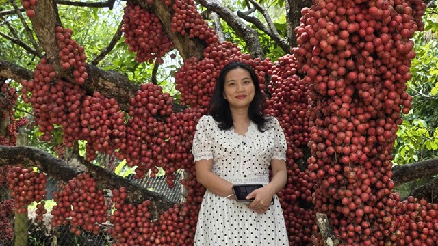 Gia Lai: Vườn dâu da đỏ gần 50 năm tuổi hút khách du lịch, mỗi cây cho vài tạ quả - Ảnh 5