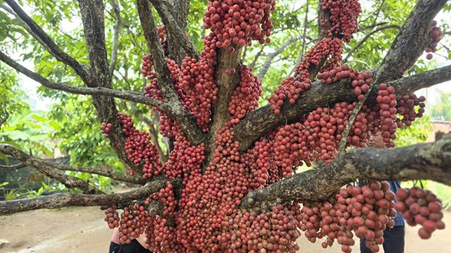 Vườn d&acirc;u da đỏ gần 50 năm tuổi h&uacute;t kh&aacute;ch du lịch, mỗi c&acirc;y cho v&agrave;i tạ quả