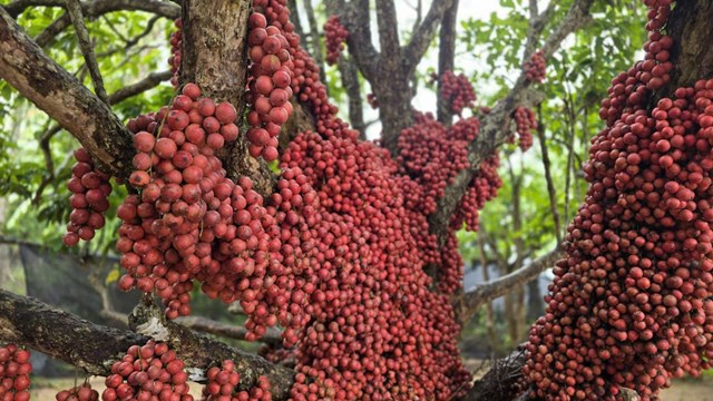 Gia Lai: Vườn dâu da đỏ gần 50 năm tuổi hút khách du lịch, mỗi cây cho vài tạ quả - Ảnh 1