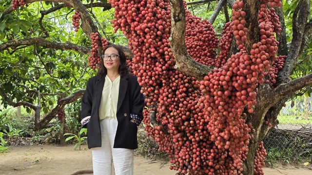 Gia Lai: Vườn dâu da đỏ gần 50 năm tuổi hút khách du lịch, mỗi cây cho vài tạ quả - Ảnh 2