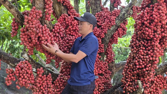 Gia Lai: Vườn dâu da đỏ gần 50 năm tuổi hút khách du lịch, mỗi cây cho vài tạ quả - Ảnh 3