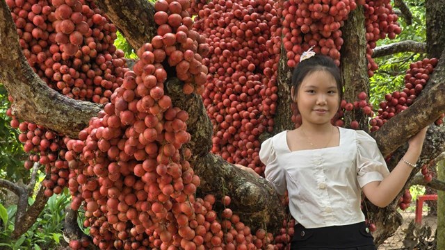Gia Lai: Vườn dâu da đỏ gần 50 năm tuổi hút khách du lịch, mỗi cây cho vài tạ quả - Ảnh 4
