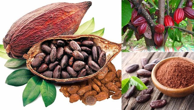 Ca cao Việt: Top ngon thế giới, vỏ quả th&agrave;nh t&agrave;i nguy&ecirc;n xanh