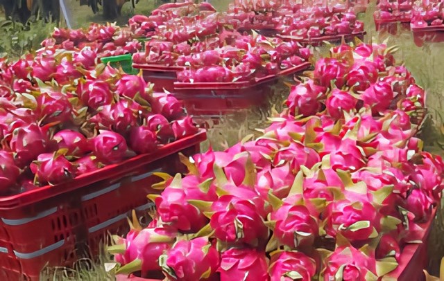 Xuất khẩu th&ocirc; khiến gi&aacute; trị chưa tương xứng, trong khi nước ngo&agrave;i tận dụng phụ phẩm để chế biến s&acirc;u