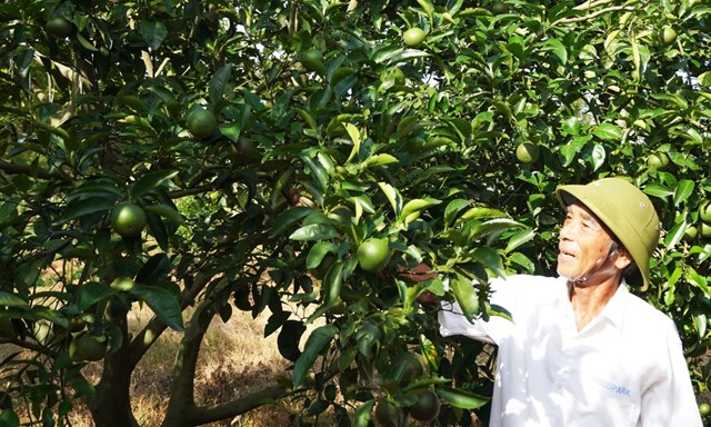 &Ocirc;ng Bế Văn Mai, chủ trang trại 6ha cam, 1ha chanh; doanh thu 2,4&ndash;2,6 tỷ đồng/năm. (Ảnh: DN)