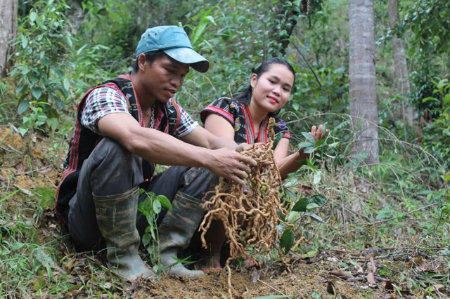 S&acirc;m d&acirc;y v&agrave; dược liệu l&agrave; thế mạnh để T&acirc;y Giang khai th&aacute;c, ph&aacute;t triển.