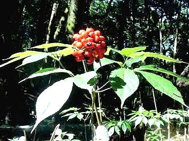 C&acirc;y S&acirc;m Ngọc Linh được di thực v&agrave; trồng tại rừng Bạch M&atilde;.