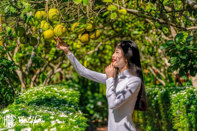 Lạc v&agrave;o vườn thanh tr&agrave; xanh ng&aacute;t ở Thủy Biều, c&ugrave;ng check-in v&agrave; trải nghiệm thu hoạch tr&aacute;i c&acirc;y đặc sản ngay tại Cố đ&ocirc; Huế. Ảnh: Visit Hue VietNam