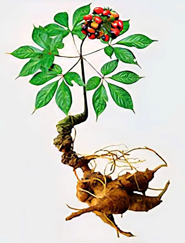 C&acirc;y S&acirc;m Ngọc Linh.