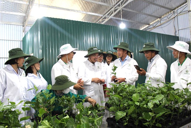 Nguồn cung ứng giống chanh leo tại T&acirc;y Nguy&ecirc;n đ&atilde; đ&aacute;p ứng cơ bản nhu cầu cung cấp cho người trồng.