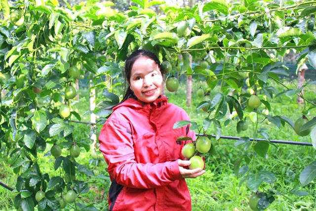 Người trồng chanh leo vui mừng bởi thời gian gần đ&acirc;y lo&agrave;i c&acirc;y n&agrave;y đạt năng suất, chất lượng v&agrave; gi&aacute; cả hợp l&yacute;.