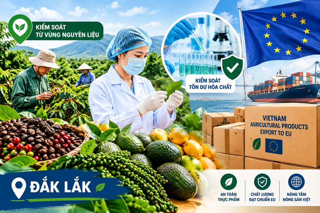 Đồ họa minh họa: Đắk Lắk chuẩn h&oacute;a quy tr&igrave;nh sản xuất n&ocirc;ng nghiệp từ gốc, đảm bảo c&aacute;c ti&ecirc;u chuẩn khắt khe về dư lượng (MRLs) để chinh phục vững chắc thị trường EU