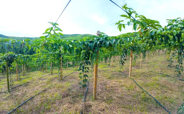 Đắk Lắk đang hướng tới mục ti&ecirc;u h&igrave;nh th&agrave;nh v&ugrave;ng nguy&ecirc;n liệu chanh leo tập trung quy m&ocirc; lớn, sản xuất theo ti&ecirc;u chuẩn quốc tế, gắn với chế biến s&acirc;u v&agrave; xuất khẩu.