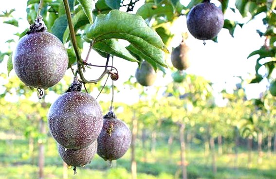 Hiện nay, to&agrave;n tỉnh Đắk Lắk c&oacute; khoảng 2.742 ha chanh leo, sản lượng ước đạt 38.250 tấn.