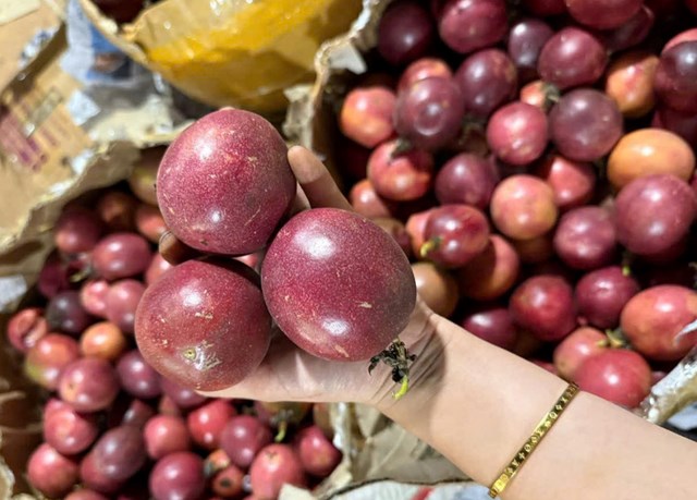 Chanh leo đang l&agrave; loại c&acirc;y trồng mang lại gi&aacute; trị kinh tế cao, mở ra hướng chuyển đổi cơ cấu n&ocirc;ng nghiệp ph&ugrave; hợp với điều kiện tự nhi&ecirc;n của Đắk Lắk. &nbsp;