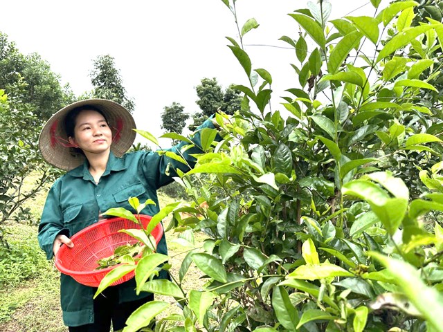 Từ bao đời, người Việt đ&atilde; biết h&aacute;i b&uacute;p non, sao kh&ocirc;, h&atilde;m nước uống mỗi ng&agrave;y.