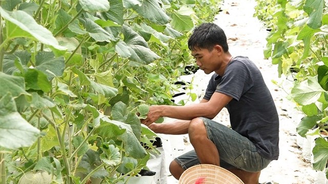 Nhờ sự hiểu biết v&agrave; chăm chỉ, sau hơn 2 năm khởi nghiệp, vườn dưa lưới của anh Th&agrave;nh đ&atilde; cho những th&agrave;nh quả "ngọt", thu l&atilde;i hơn 200 triệu đồng/năm