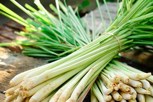 Cây sả – từ vị thuốc dân gian đến nhu cầu chuẩn hóa nhận thức sử dụng - Ảnh 1