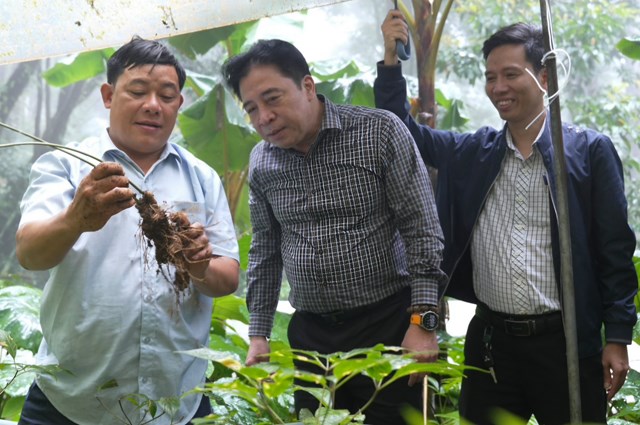 Ph&oacute; B&iacute; thư Thường trực Th&agrave;nh ủy Nguyễn Khắc To&agrave;n thăm vườn s&acirc;m Ngọc Linh của &ocirc;ng Nguyễn Văn Lượng, người c&oacute; hơn 30 năm gắn b&oacute; với c&acirc;y s&acirc;m tại x&atilde; Tr&agrave; Linh. Ảnh: B.T