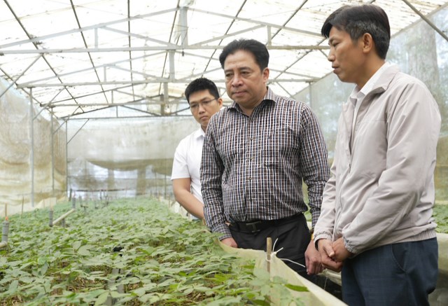 &Ocirc;ng Nguyễn Khắc To&agrave;n nghe b&aacute;o c&aacute;o về định hướng bảo tồn v&agrave; ph&aacute;t triển nguồn gen s&acirc;m Ngọc Linh. Ảnh: B.T