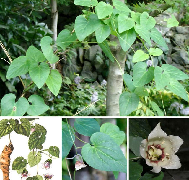 Ph&aacute;t triển c&acirc;y Đảng s&acirc;m kh&ocirc;ng chỉ l&agrave; c&acirc;u chuyện của một lo&agrave;i dược liệu m&agrave; c&ograve;n l&agrave; ph&eacute;p thử cho năng lực tổ chức ng&agrave;nh dược liệu Việt Nam theo hướng hiện đại, hội nhập v&agrave; bền vững.