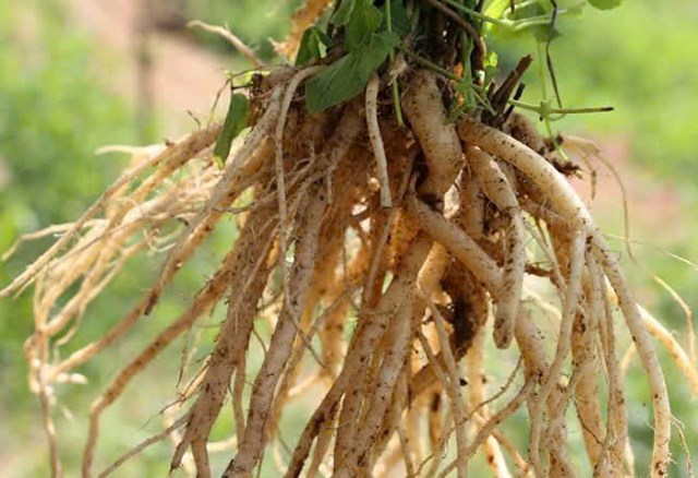 Ph&aacute;t triển v&ugrave;ng trồng Đảng s&acirc;m kh&ocirc;ng chỉ mang &yacute; nghĩa kinh tế m&agrave; c&ograve;n gắn liền với mục ti&ecirc;u lớn hơn: kh&ocirc;i phục v&agrave; ph&aacute;t triển c&aacute;c lo&agrave;i dược liệu bản địa, từng bước x&acirc;y dựng ng&agrave;nh dược liệu Việt Nam tự chủ, an to&agrave;n v&agrave; bền vững.