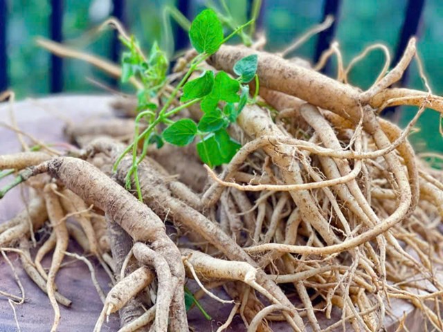 Từ l&acirc;u, n&oacute; đ&atilde; được sử dụng trong y học cổ truyền Việt Nam như vị thuốc qu&yacute; c&oacute; t&aacute;c dụng bổ kh&iacute;, kiện tỳ, tăng sức đề kh&aacute;ng.