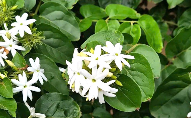 C&acirc;y ch&egrave; vằng trong thi&ecirc;n nhi&ecirc;n.