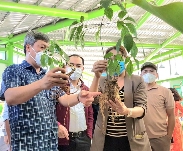 Đ&agrave; Nẵng được thi&ecirc;n nhi&ecirc;n ưu đ&atilde;i nhiều lo&agrave;i c&acirc;y thuốc qu&yacute; như s&acirc;m, đẳng s&acirc;m, lan kim tuyến, sa nh&acirc;n, ba k&iacute;ch&hellip; Đ&acirc;y thực sự l&agrave; &ldquo;vựa nguồn&rdquo; dược liệu, l&agrave; &ldquo;kho b&aacute;u&rdquo; của v&ugrave;ng đất dọc Trường Sơn m&agrave; thi&ecirc;n nhi&ecirc;n ban tặng cho địa phương n&agrave;y.