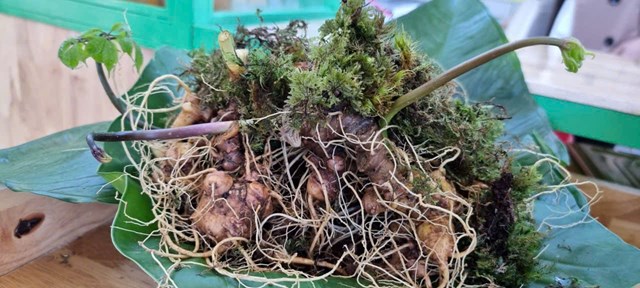 Th&agrave;nh phố&nbsp;Đ&agrave; Nẵng đ&atilde; v&agrave; đang tiếp tục quy hoạch v&agrave; mở rộng v&ugrave;ng trồng dược liệu ở khu vực miền n&uacute;i ph&iacute;a T&acirc;y- nơi c&oacute; kh&iacute; hậu v&agrave; thổ nhưỡng ph&ugrave; hợp cho c&aacute;c loại c&acirc;y thuốc qu&yacute;, trong đ&oacute; c&oacute; c&acirc;y S&acirc;m Ngọc Linh.