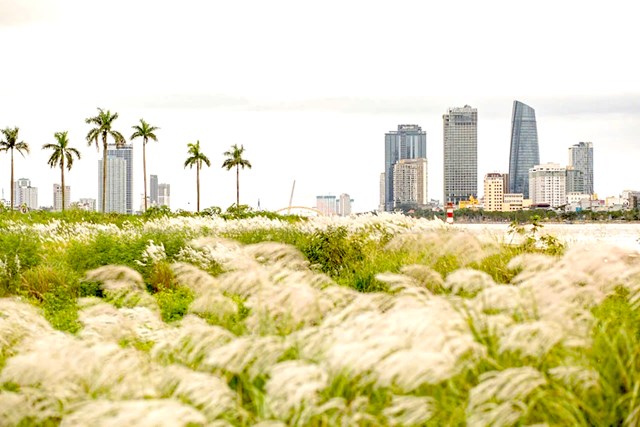 Sau b&atilde;o, sau lũ, lau lại trổ b&ocirc;ng v&agrave; giữa sắc trắng mong manh ấy, người ta lại thấy thấp tho&aacute;ng một niềm tin rất đỗi b&igrave;nh dị, niềm tin rằng sau tất cả, b&igrave;nh y&ecirc;n vẫn sẽ trở về.