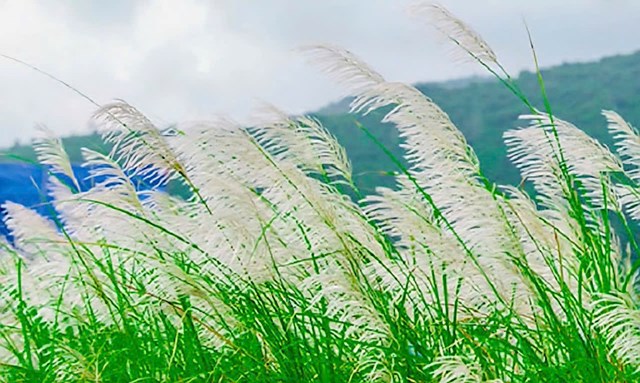 Người miền Trung&nbsp;khi nh&igrave;n thấy lau nở, họ tin rằng b&atilde;o đ&atilde; qua, trời đ&atilde; y&ecirc;n.