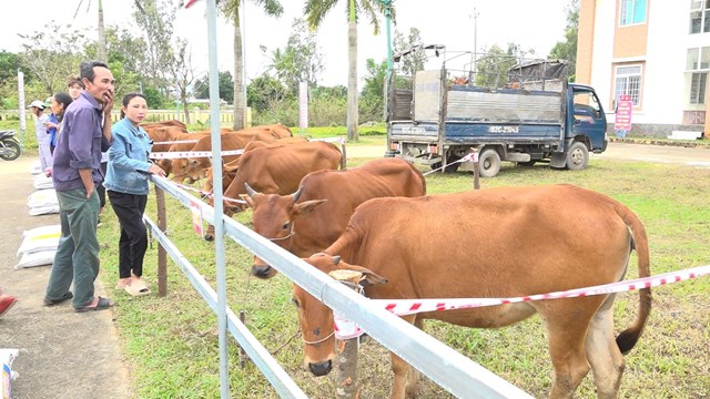 Đo&agrave;n Kinh tế Quốc ph&ograve;ng 516 b&agrave;n giao b&ograve; giống cho người d&acirc;n x&atilde; N&uacute;i Th&agrave;nh.