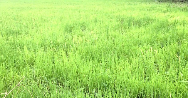 Điểm tiến bộ trong Dự thảo l&agrave; đề xuất &ldquo;sử dụng linh hoạt đất trồng l&uacute;a hiệu quả thấp&rdquo;, song đ&acirc;y l&agrave; vấn đề nhạy cảm, cần được quy định chặt chẽ để kh&ocirc;ng g&acirc;y mất an ninh lương thực hoặc dẫn đến t&igrave;nh trạng chuyển đổi t&ugrave;y tiện.