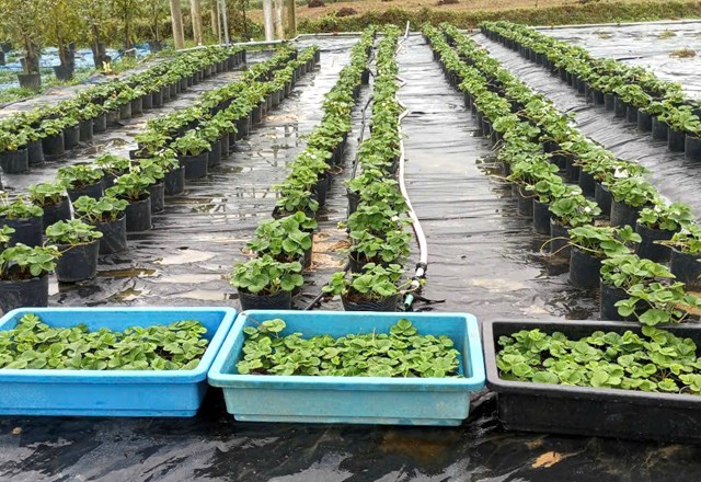 Dự thảo c&aacute;c văn kiện tr&igrave;nh Đại hội XIV của Đảng đ&atilde; x&aacute;c định &ldquo;n&ocirc;ng nghiệp, n&ocirc;ng d&acirc;n, n&ocirc;ng th&ocirc;n&rdquo; tiếp tục l&agrave; lĩnh vực then chốt v&agrave; l&agrave; lợi thế quốc gia cần được ph&aacute;t huy mạnh mẽ.