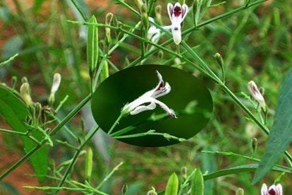 Xuy&ecirc;n t&acirc;m li&ecirc;n (Andrographis paniculata) l&agrave; một lo&agrave;i dược liệu qu&yacute; với nhiều c&ocirc;ng dụng đ&atilde; được ghi nhận trong cả Y học cổ truyền v&agrave; c&aacute;c nghi&ecirc;n cứu khoa học hiện đại. Trong Y học cổ truyền, vị thuốc n&agrave;y c&oacute; vị đắng, t&iacute;nh h&agrave;n, gi&uacute;p thanh nhiệt, giải độc v&agrave; l&agrave;m m&aacute;t cơ thể. (Ảnh - IT)