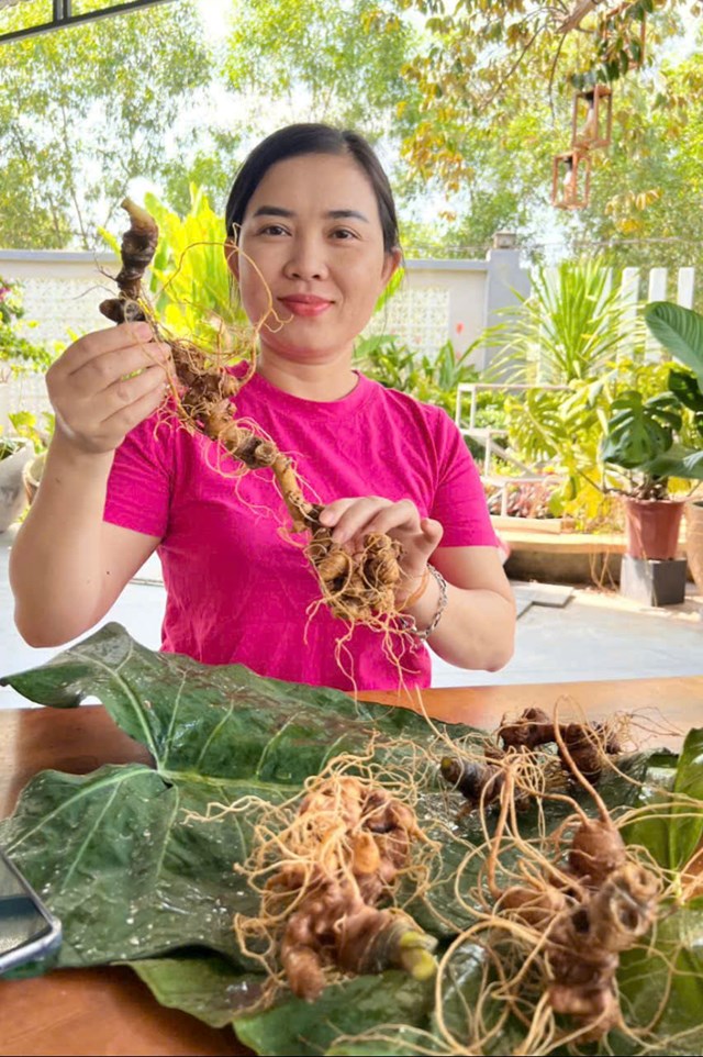 Việt Nam đang nắm trong tay cơ hội ở hữu một dược liệu mang gi&aacute; trị sinh học h&agrave;ng đầu thế giới, đ&oacute; ch&iacute;nh l&agrave; s&acirc;m Ngọc Linh.