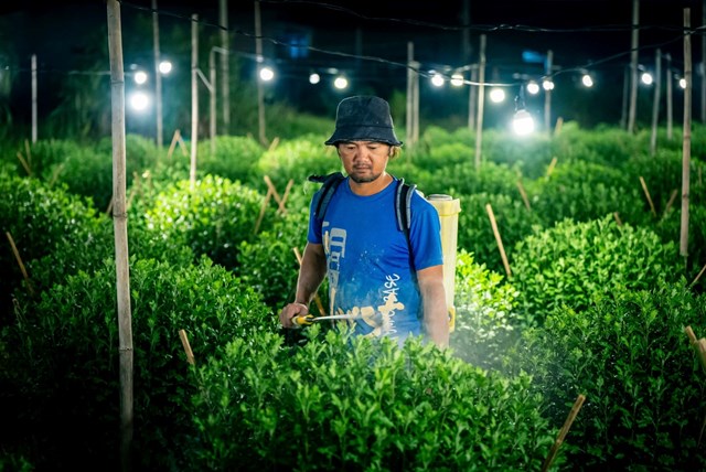 Giai đoạn sinh trưởng, c&acirc;y hoa c&uacute;c được người n&ocirc;ng d&acirc;n chăm bẵm như con mọn. (Ảnh: Văn Minh)