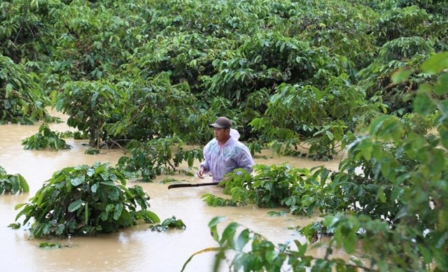 Người d&acirc;n ở x&atilde; Yang Mao, Đắk Lắk bất lực trước cảnh vườn c&agrave; ph&ecirc; đang v&agrave;o giai đoạn thu hoạch bị ngập s&acirc;u do nước lũ. Ảnh: Minh Thuận.
