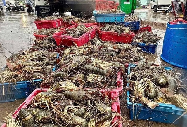 H&agrave;ng triệu con t&ocirc;m h&ugrave;m ở phường S&ocirc;ng Cầu, Đắk Lắk bị chết ngộp do nước lũ d&acirc;ng cao, nhiều l&ograve;ng b&egrave; bị cuối tr&ocirc;i. Ảnh:&nbsp;PH.