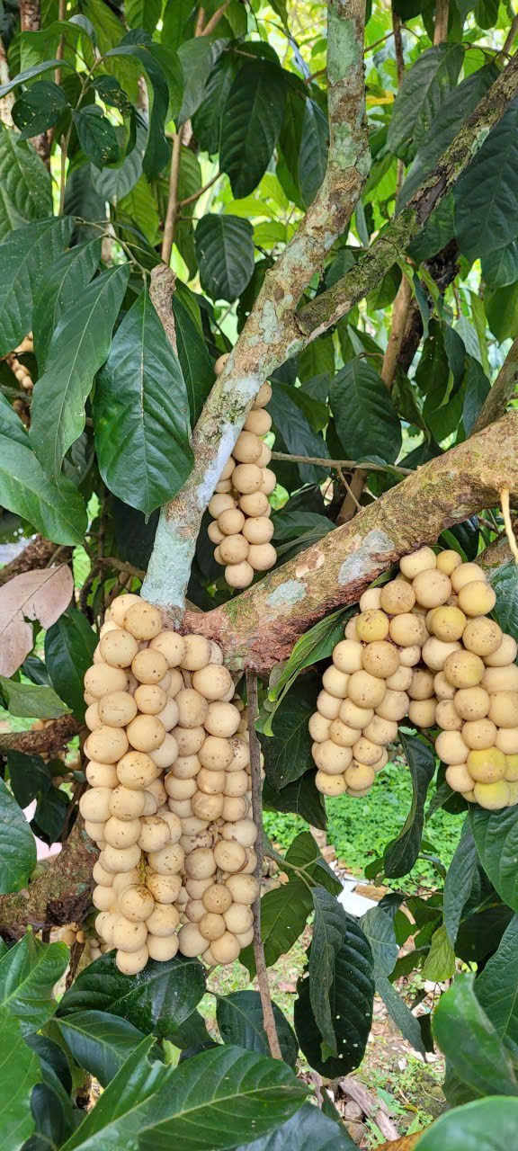 Chiến lược đ&agrave;o tạo nghề khu vực n&ocirc;ng th&ocirc;n được th&agrave;nh phố Đ&agrave; Nẵng triển khai theo hướng s&aacute;t thực tế, kh&ocirc;ng d&agrave;n trải, kh&ocirc;ng h&igrave;nh thức. Nghề được lựa chọn dựa tr&ecirc;n điều kiện từng v&ugrave;ng, từ trồng trọt, chăn nu&ocirc;i đến chế biến, du lịch n&ocirc;ng th&ocirc;n hay thủ c&ocirc;ng mỹ nghệ.