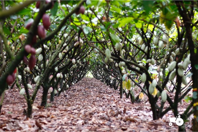 Khu vườn cacao lưu giữ 27 bộ gen đang được anh Trần Quốc T&ugrave;ng cải tạo, chăm s&oacute;c, ph&aacute;t triển.